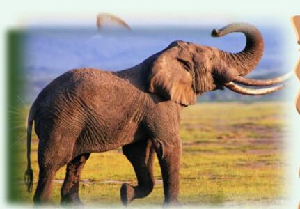 二年级下册第19课《大象的耳朵》PPT课件资源免费下载