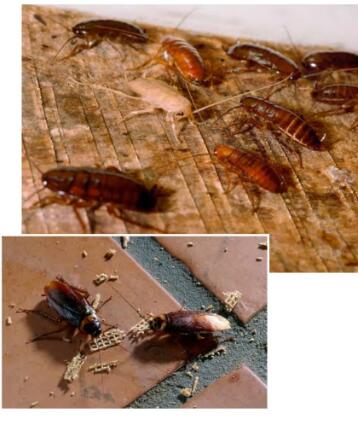 《Cockroaches》raz绘本翻译及pdf资源下载