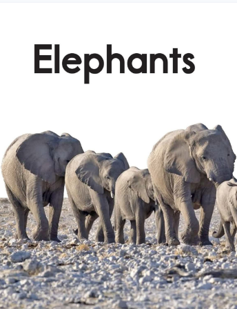Elephants绘本PDF+音频百度网盘免费下载