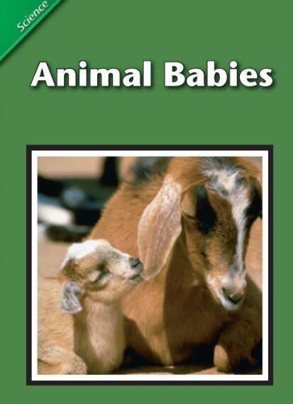 Animal Babies英文绘本翻译及pdf资源下载