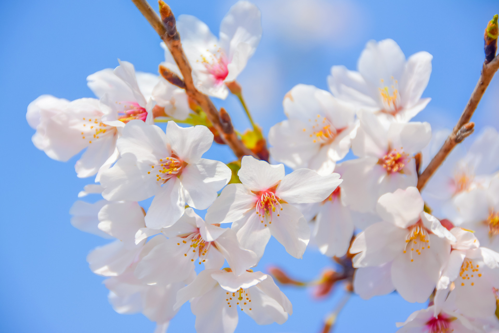 三年级写樱花的作文300字