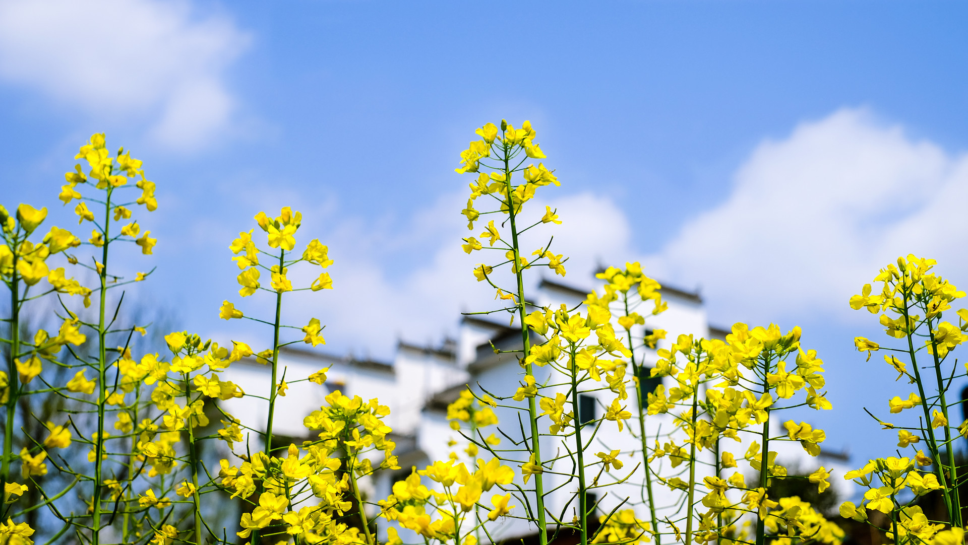 写一篇关于油菜花的作文200个字