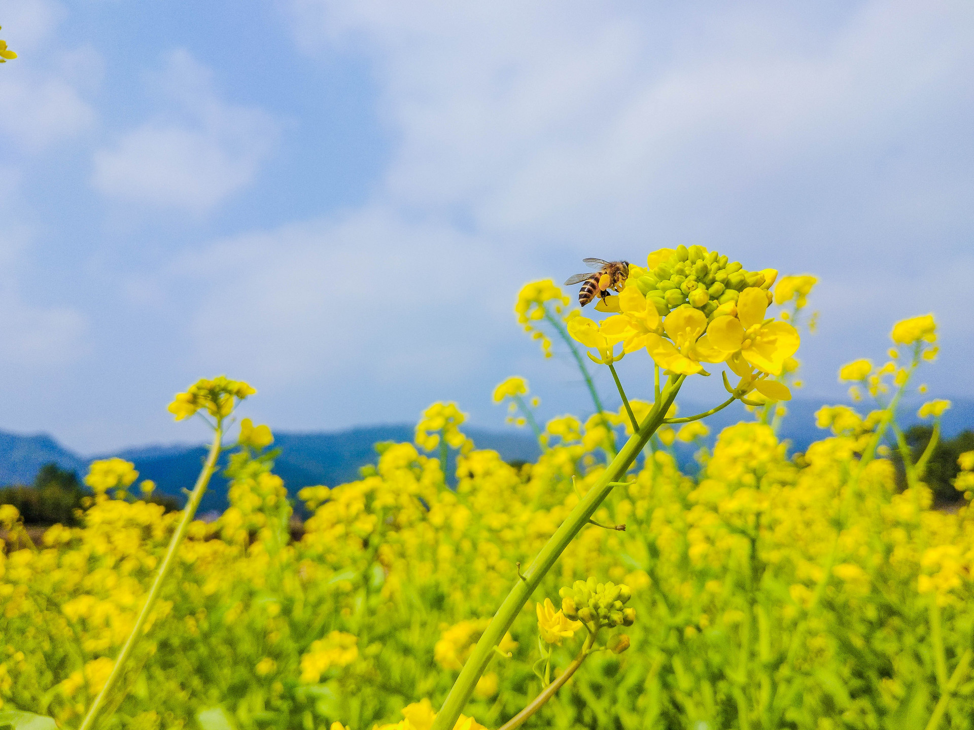 油菜花说明文作文500字