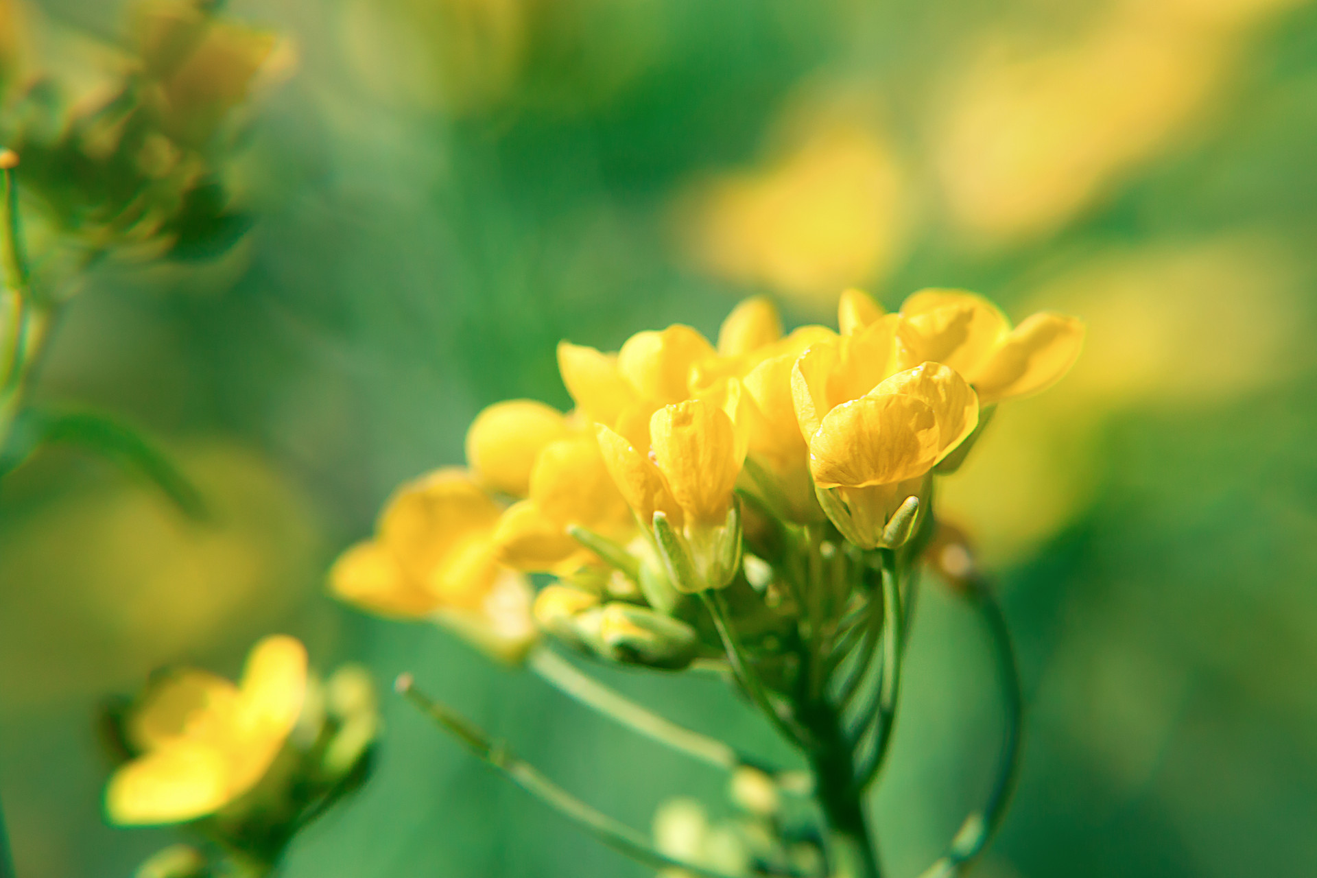 油菜花引起的回忆作文