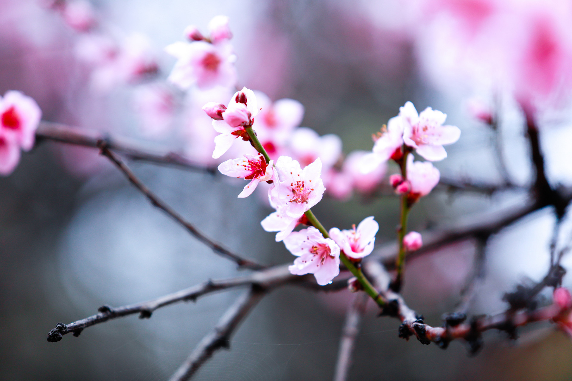 写桃花的作文结尾怎么写