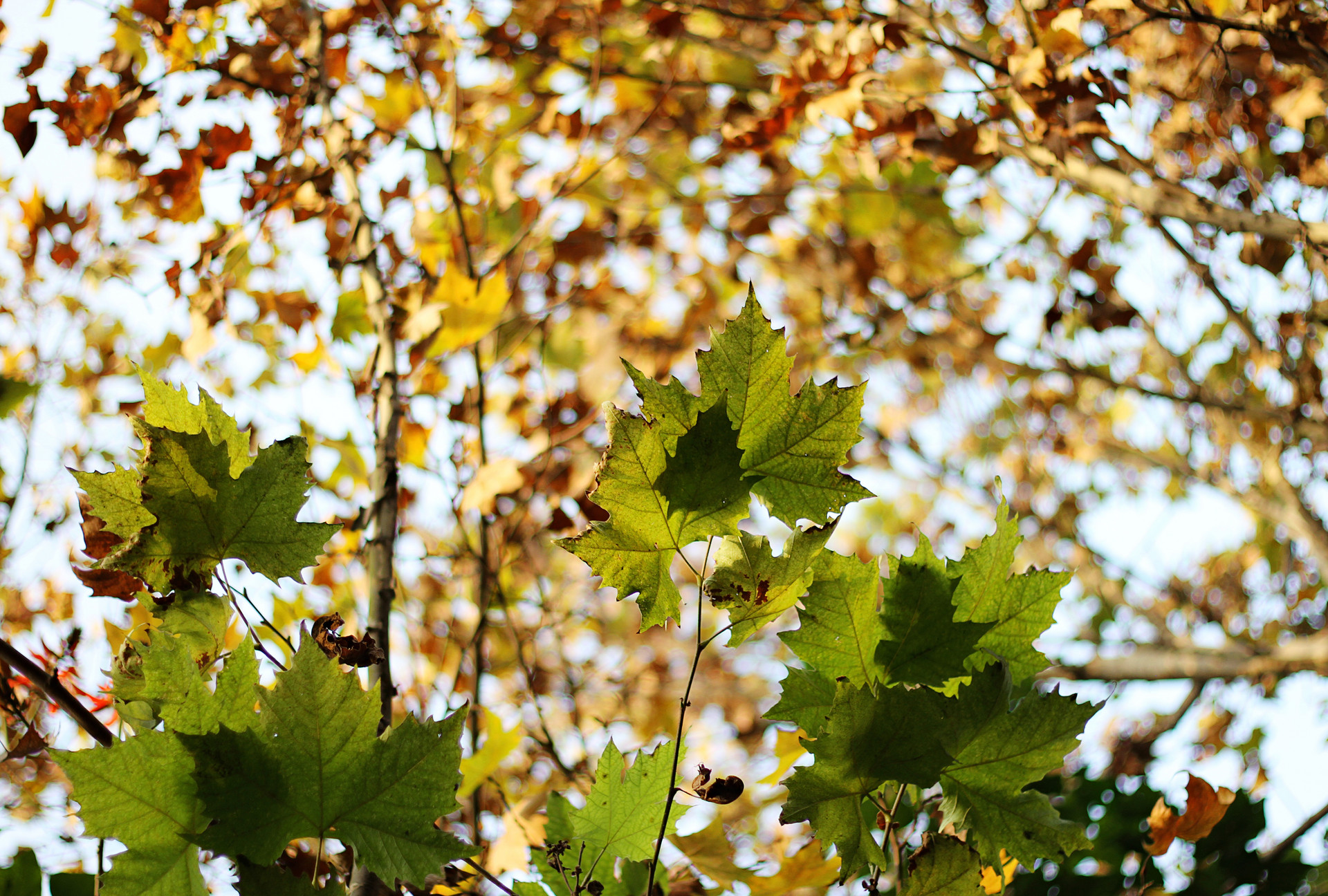 赞美梧桐树的小作文