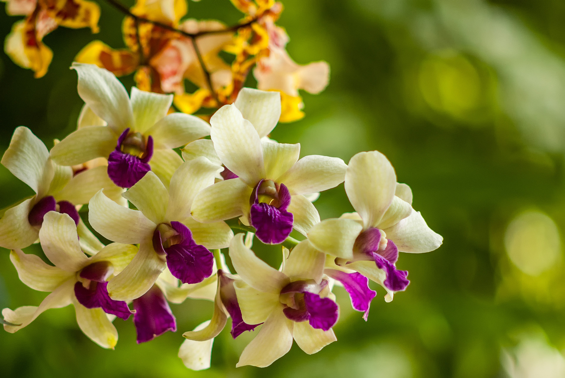 写迎春花的作文500字左右