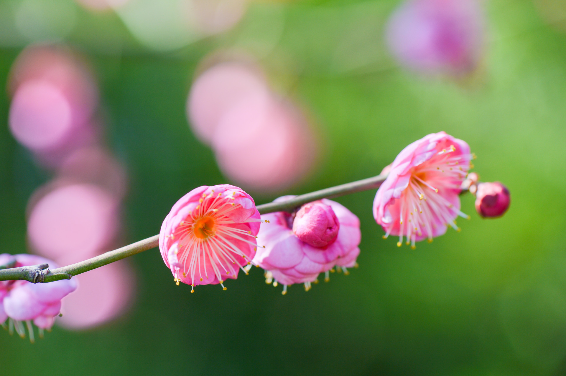 腊梅花作文500字