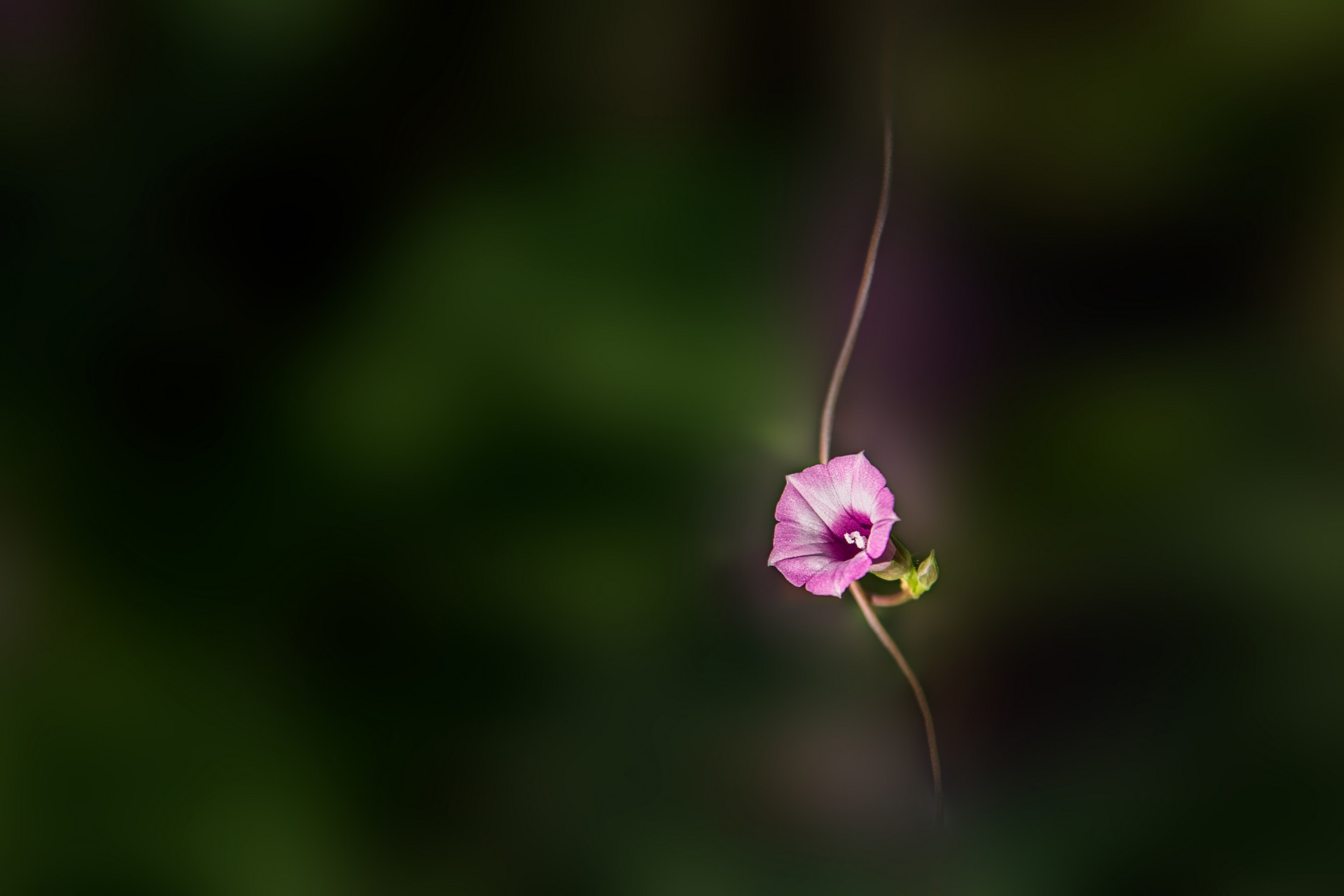 描写牵牛花的优秀作文400字