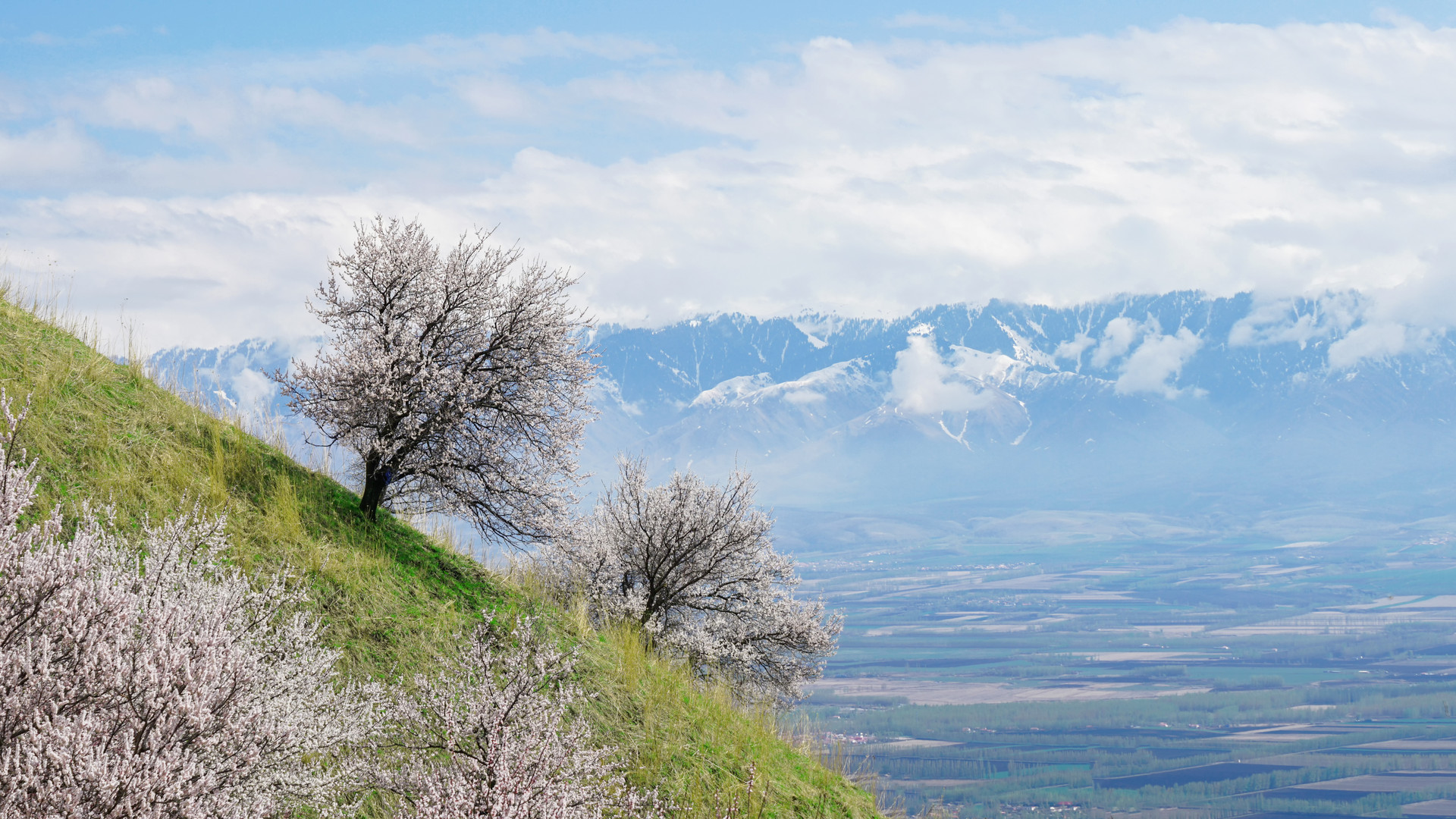 我最喜欢的杏花作文400字