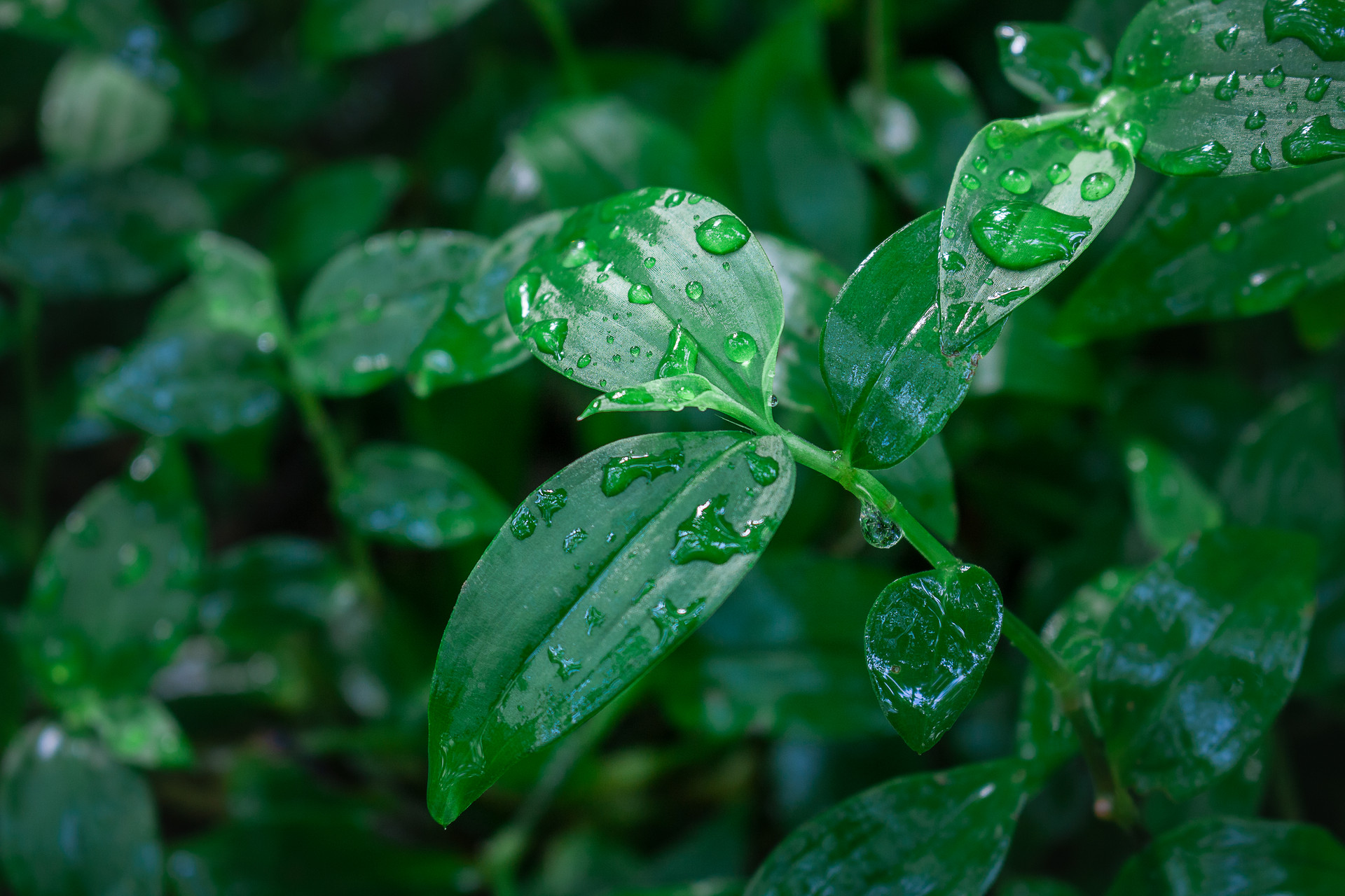 雨水节气吃什么传统食物