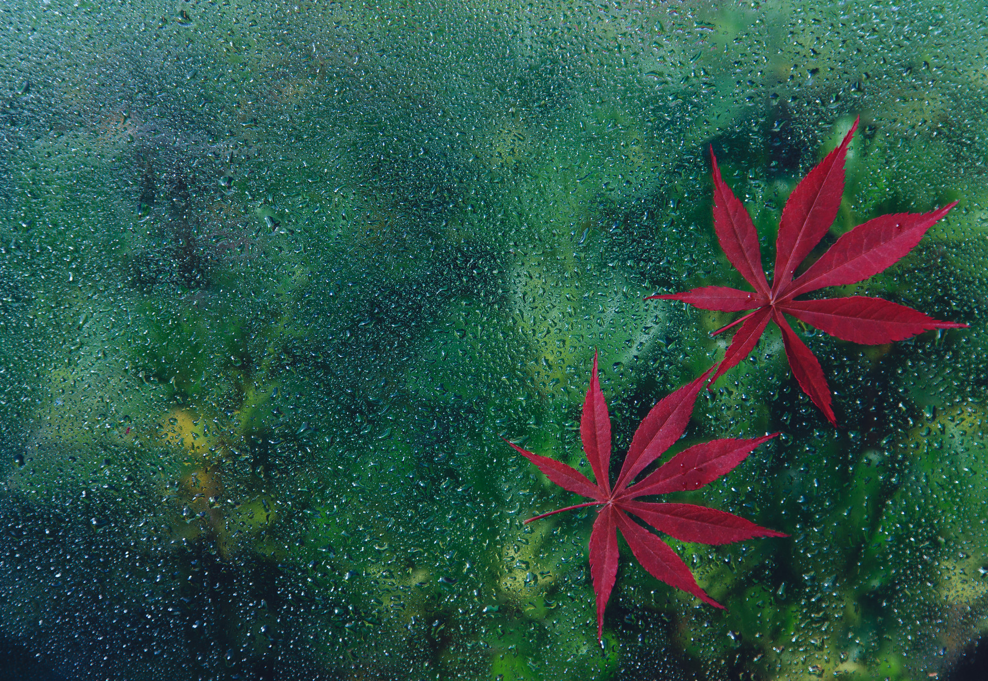 寒露节气吃什么传统食物