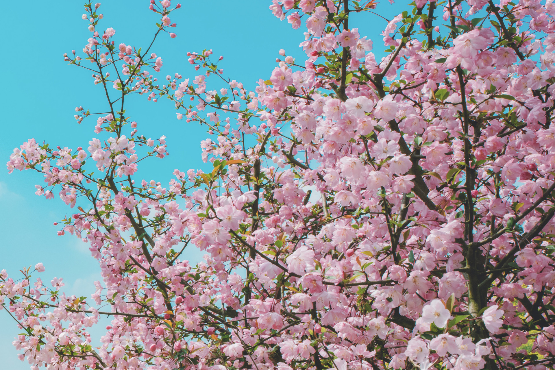 家乡的桃树作文500字六年级