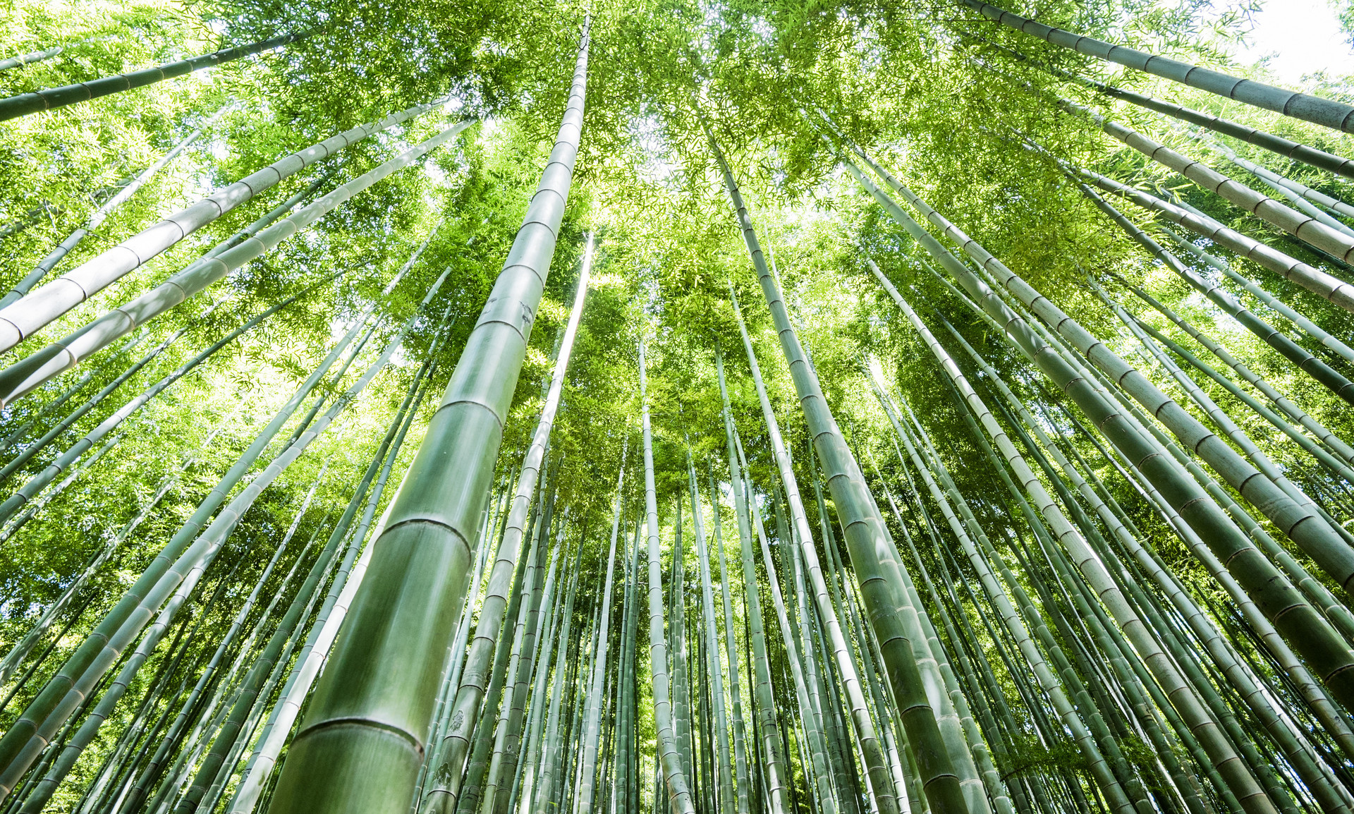 小学生写景作文300字家乡的竹林