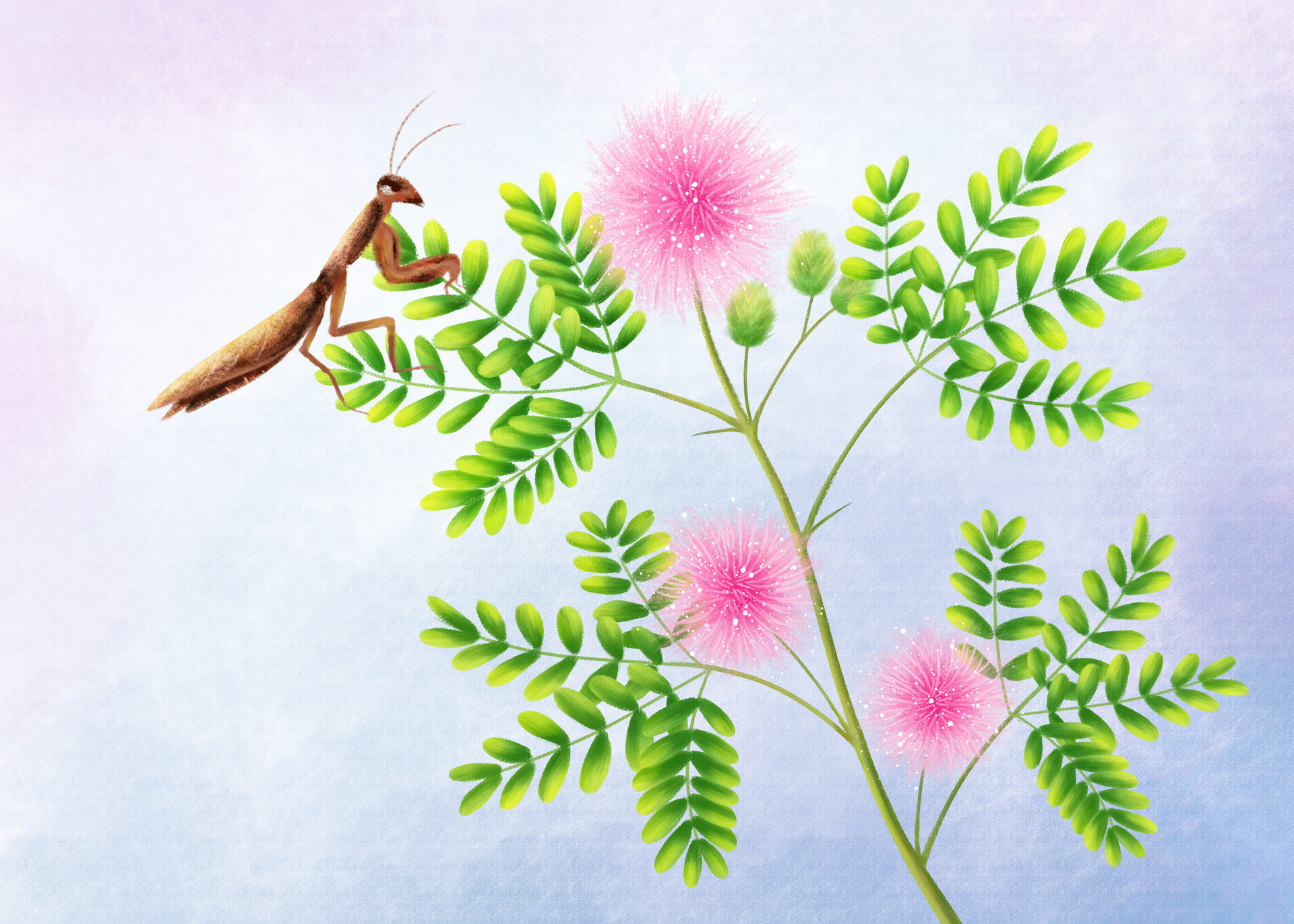 三年级植物作文300字含羞草