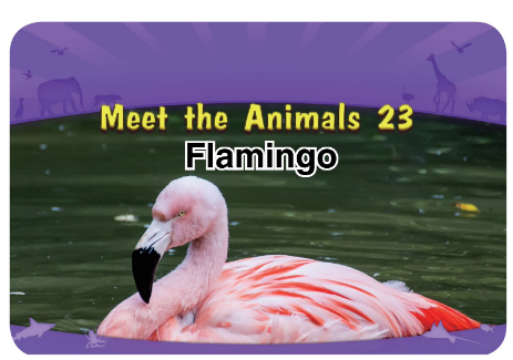 Meet the Animals 23 Flamingo音频+视频+电子书百度云免费下载