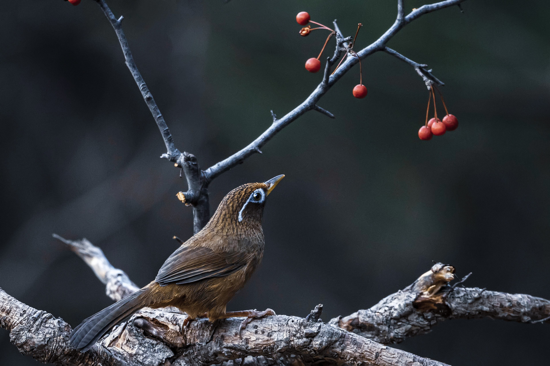 描写画眉鸟作文600字