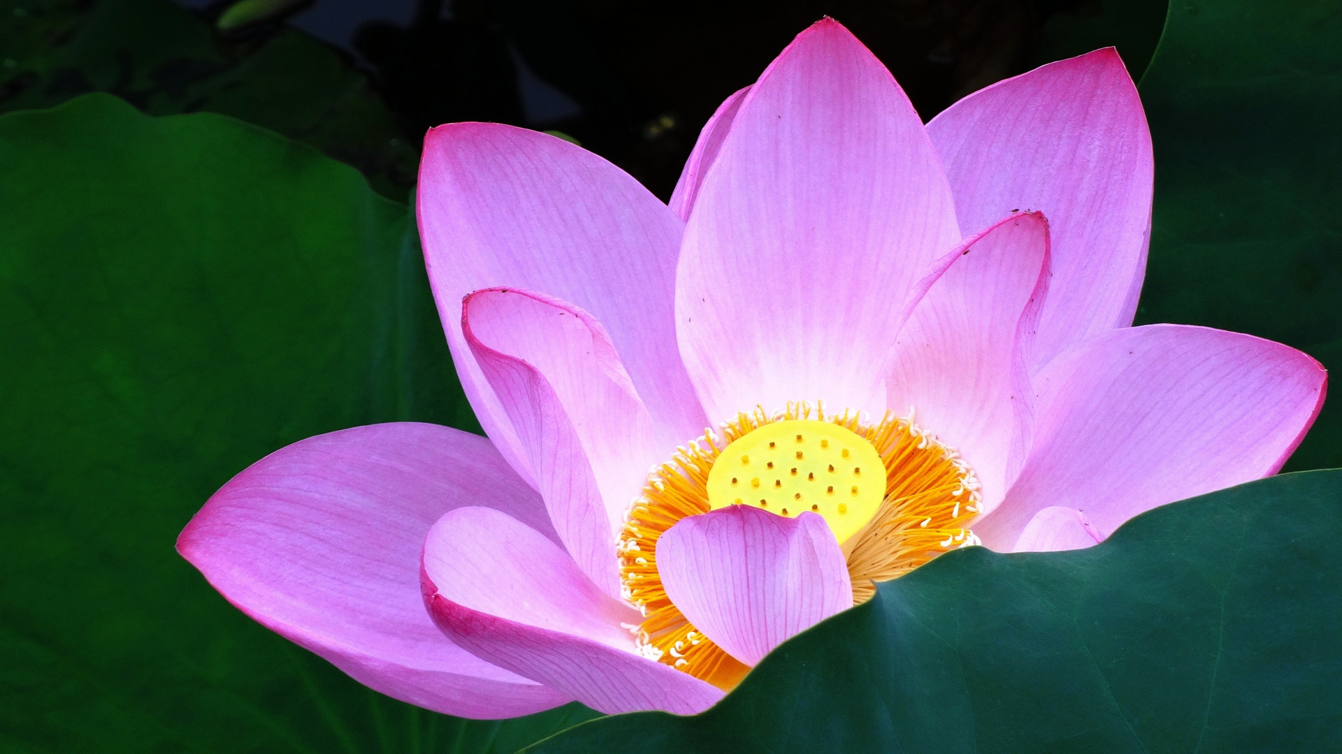 关于荷花的作文450字