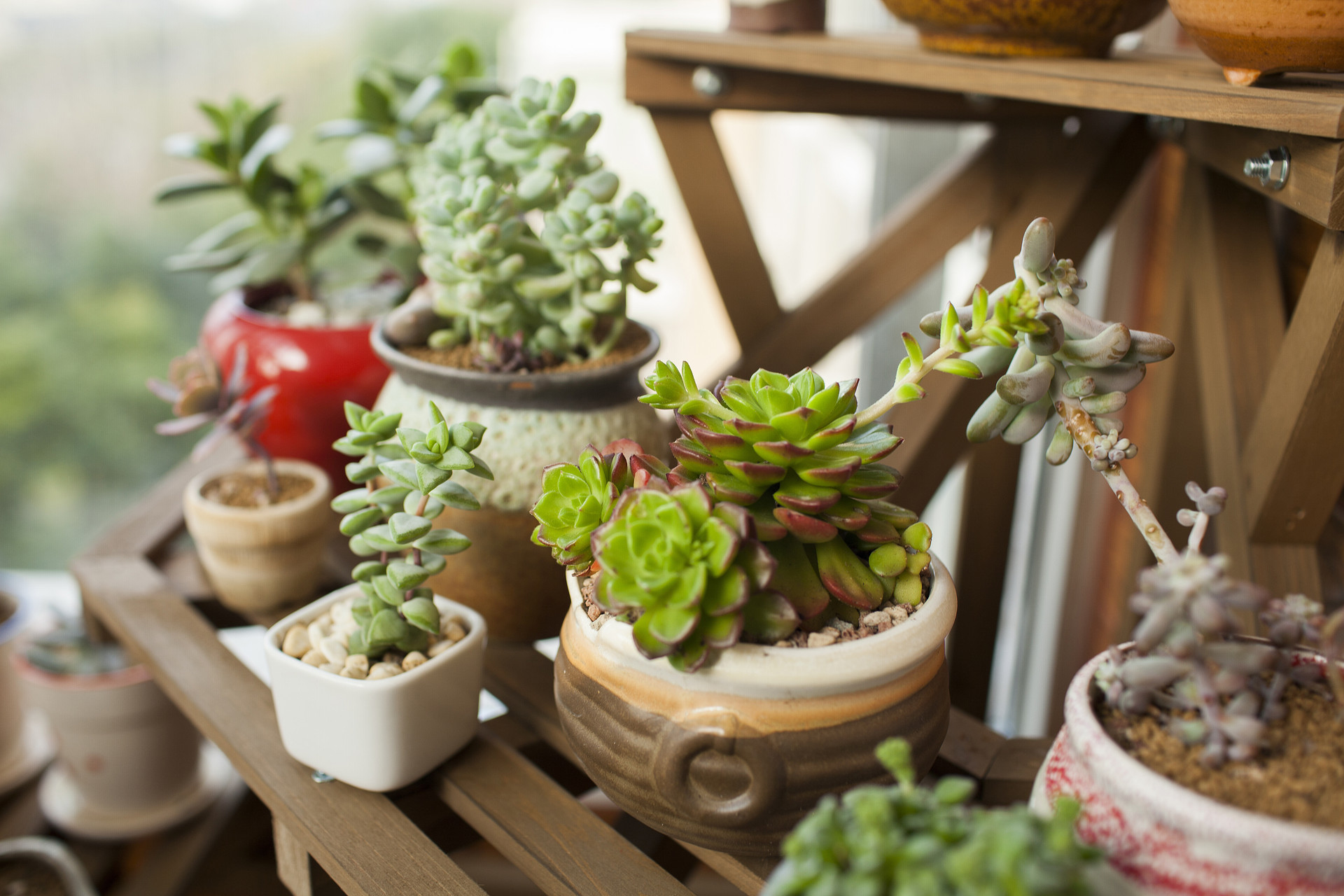 美丽的多肉植物作文400字