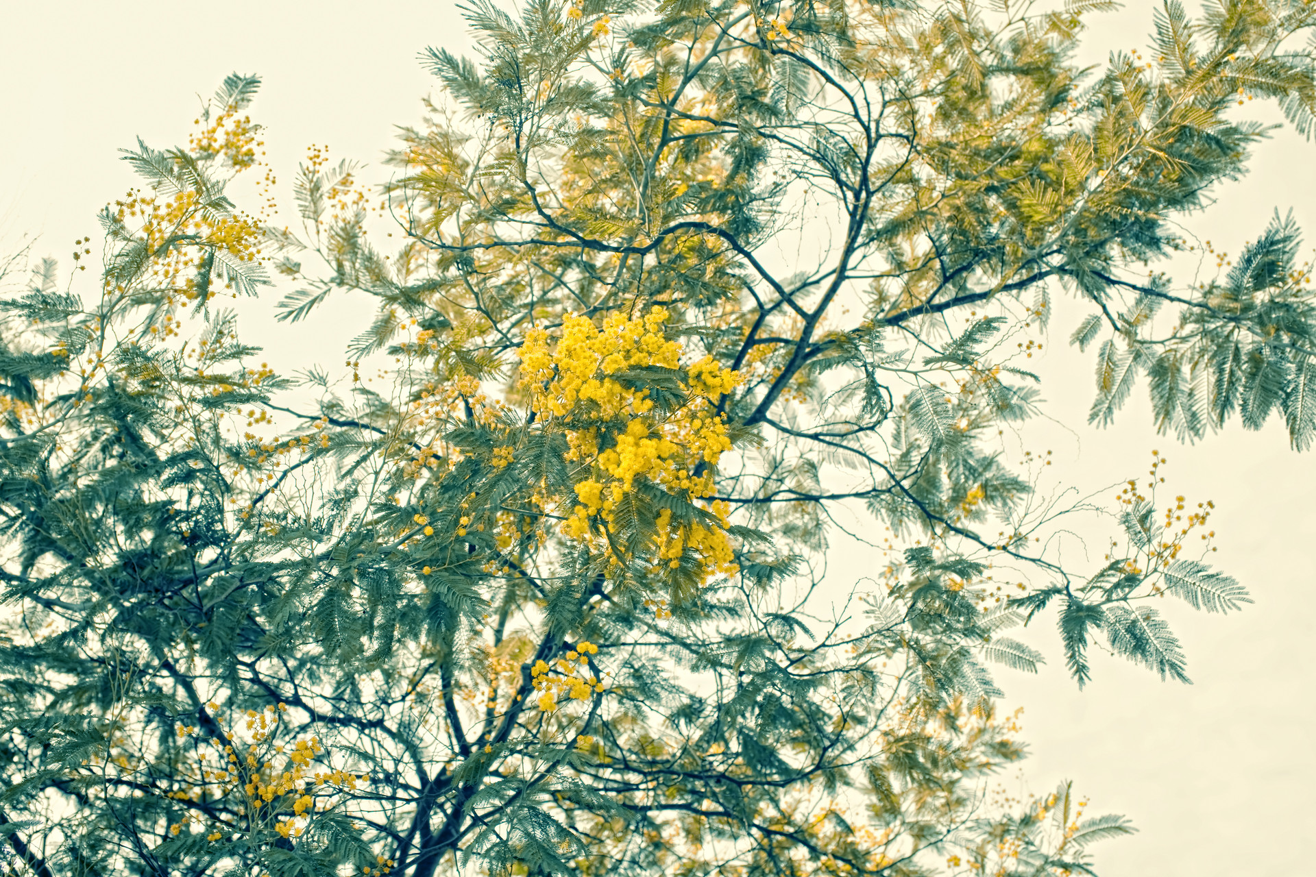 我和含羞草的故事作文600字