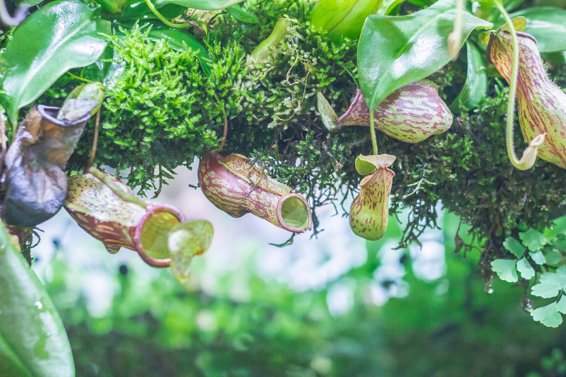 描写猪笼草的作文400字