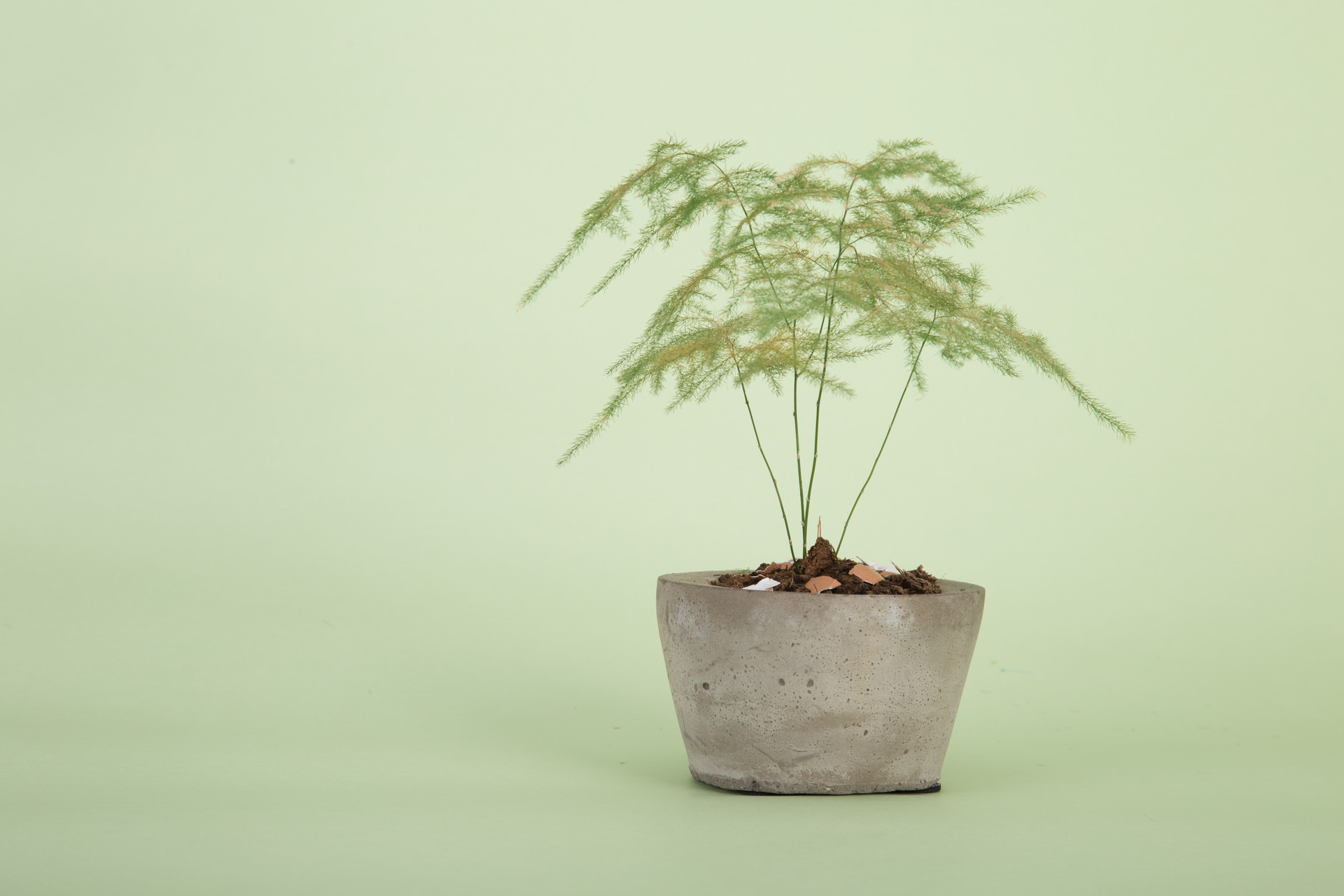 描写文竹的作文300字