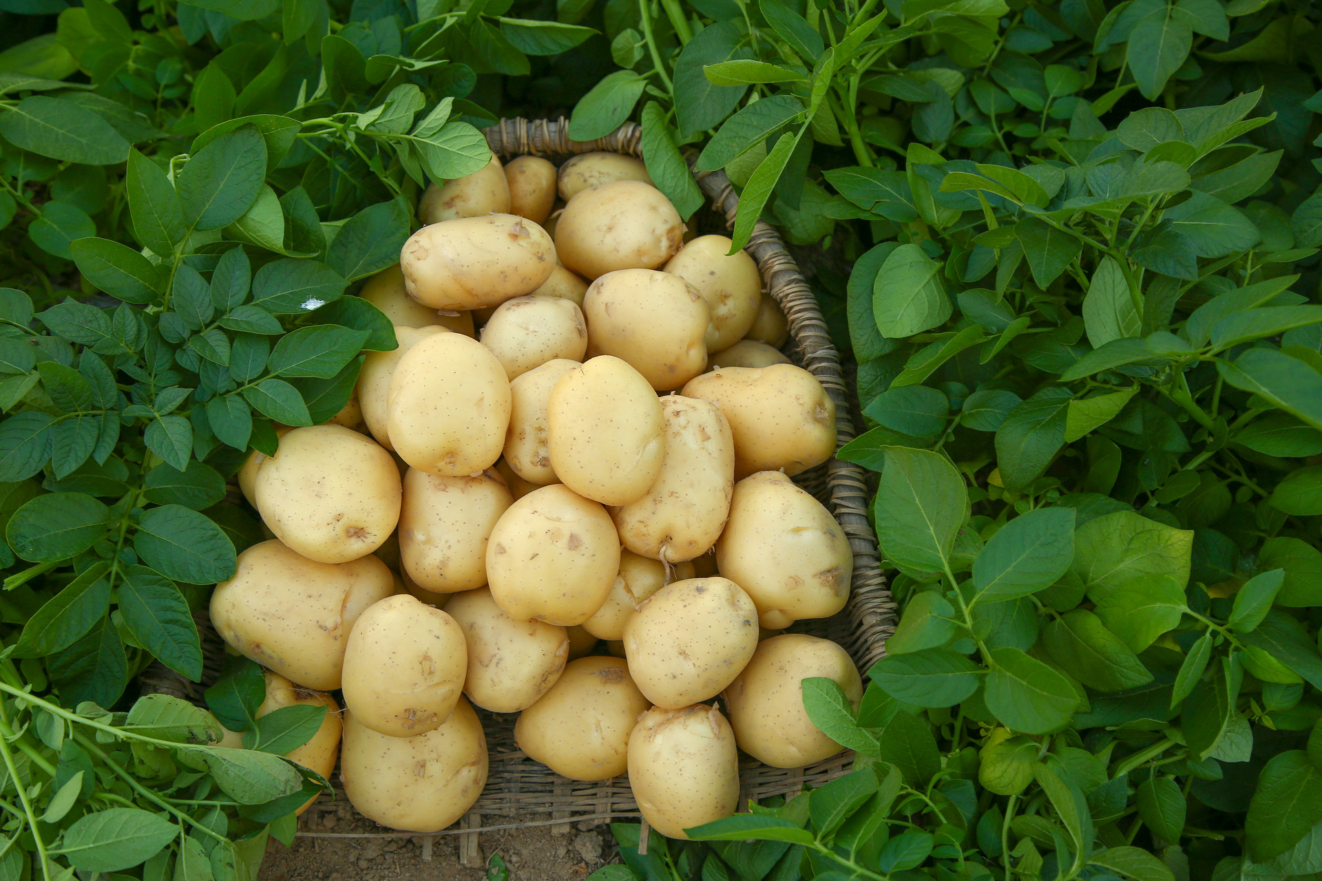 滚来滚去的小土豆作文350字