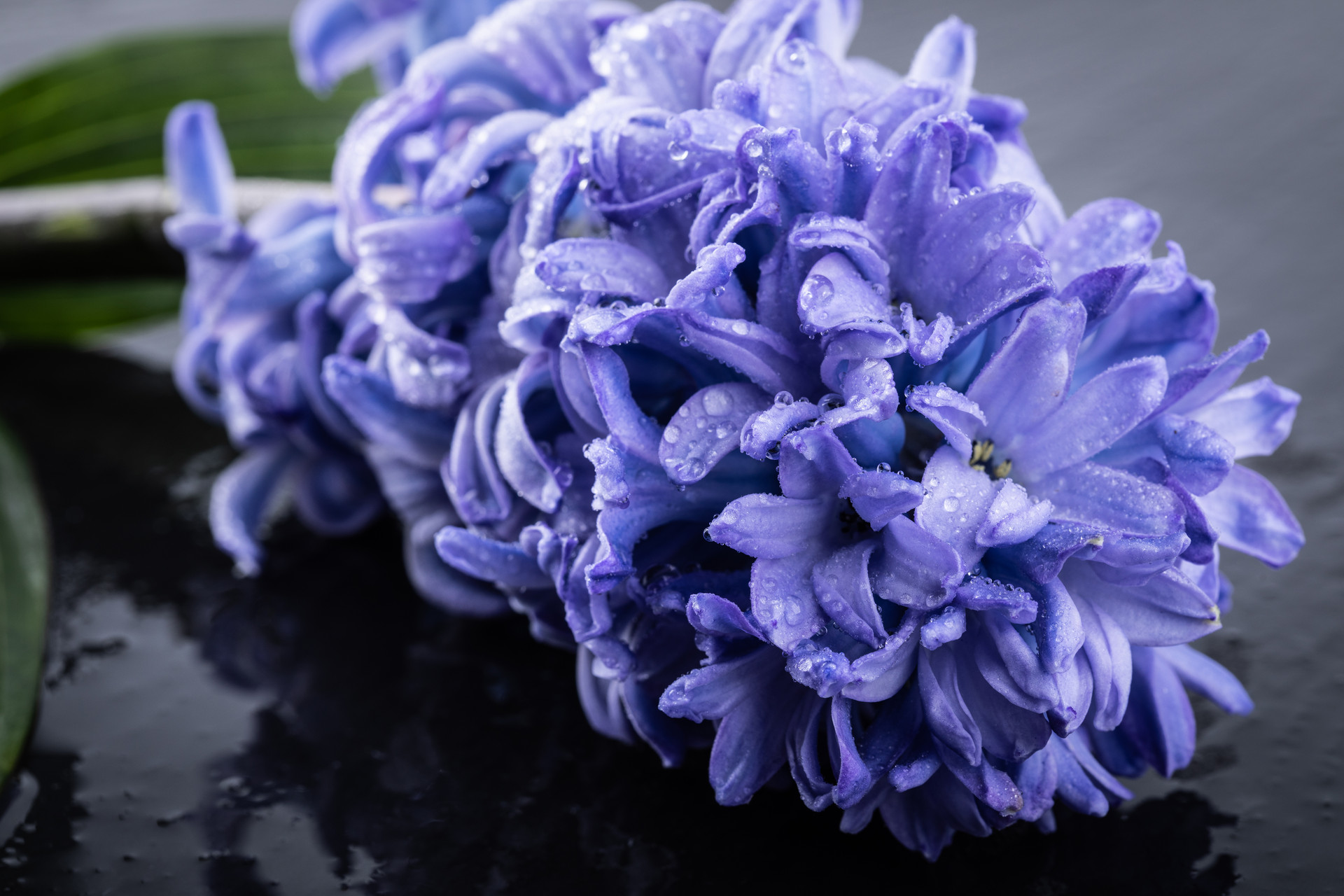 风信子三年级作文300字