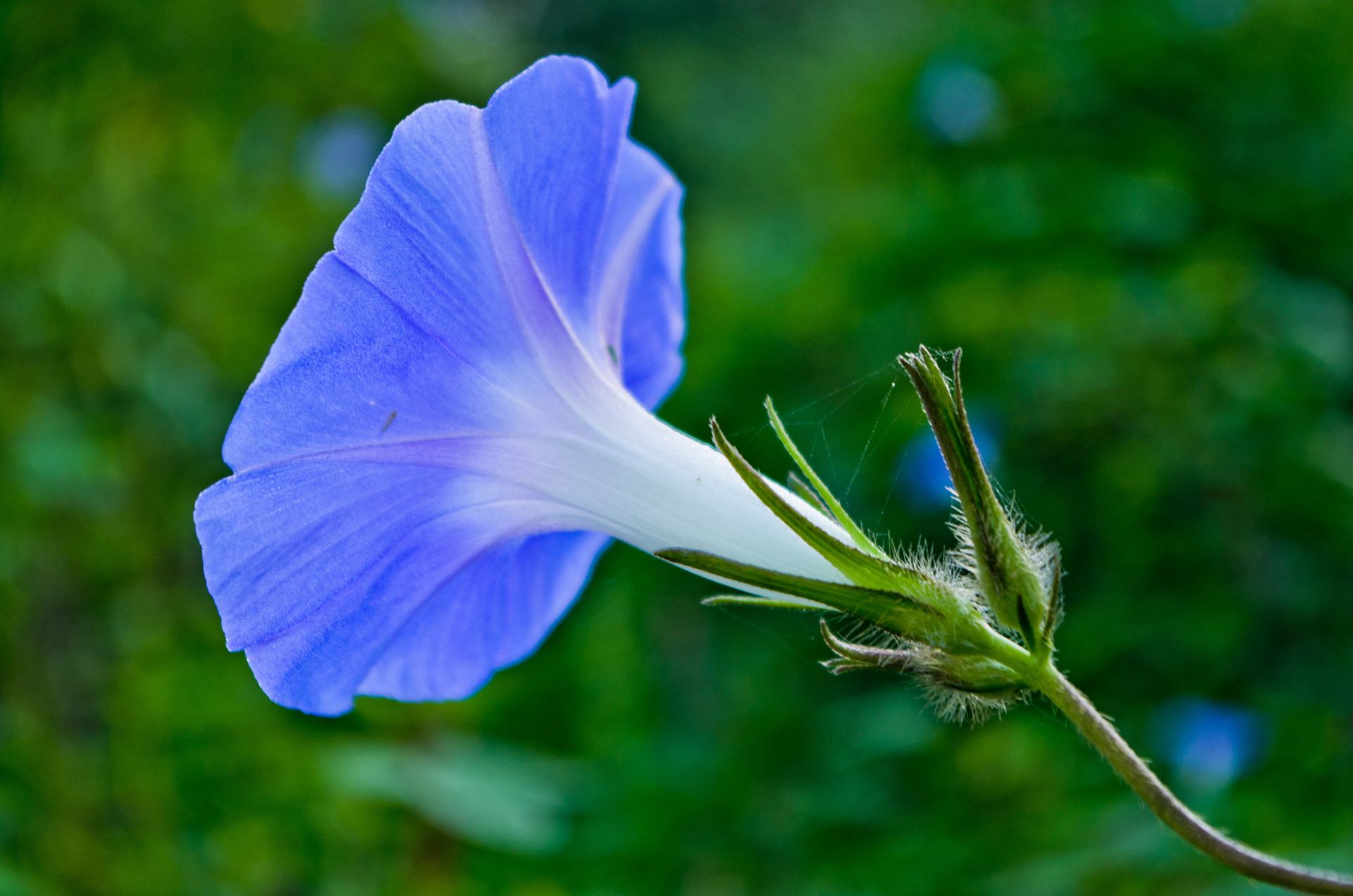 三年级校园的早晨作文300字