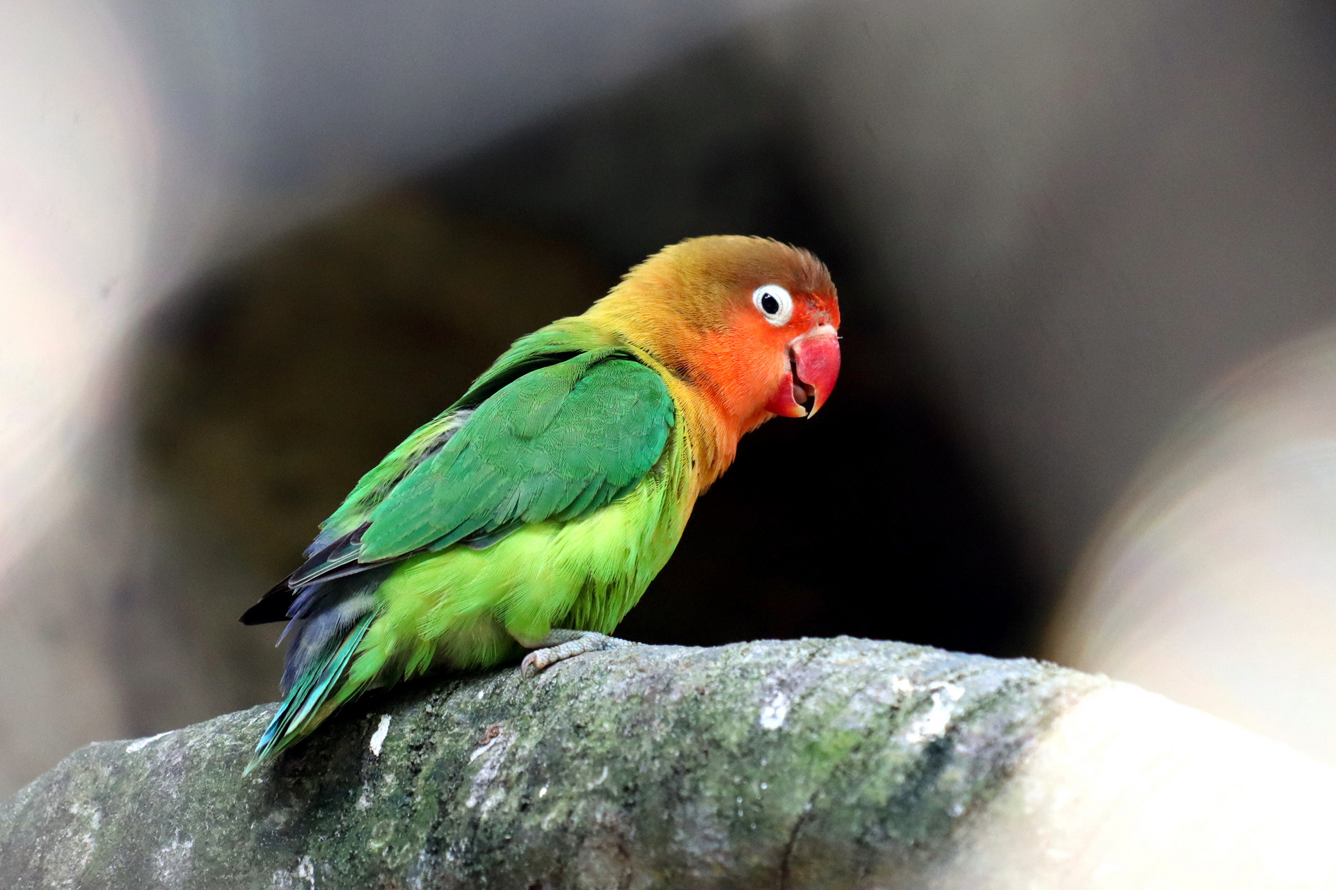 描写鸟的作文300字三年级