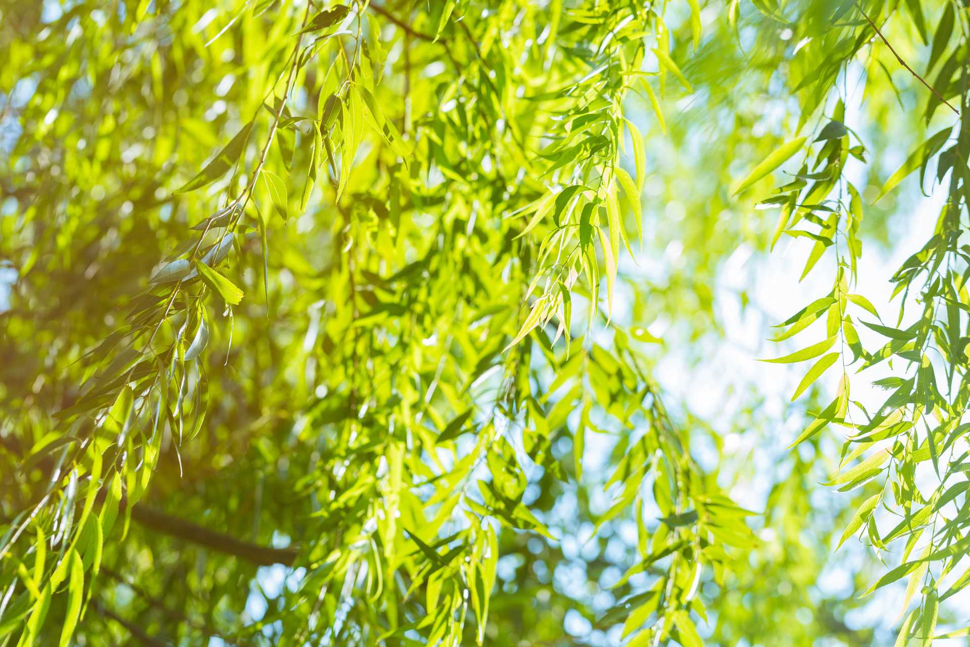 我的植物朋友柳树作文300字
