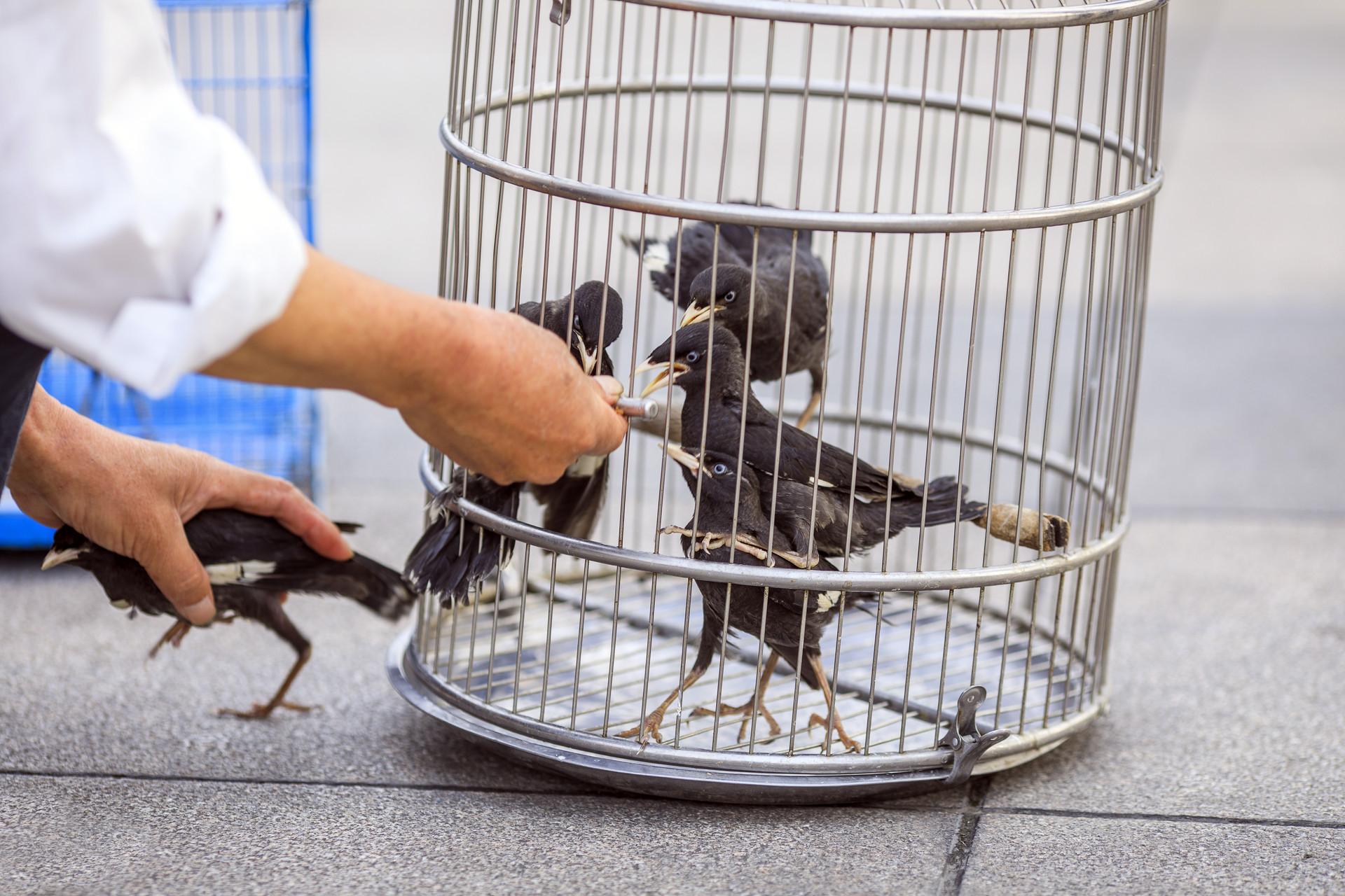 我家的八哥作文300字