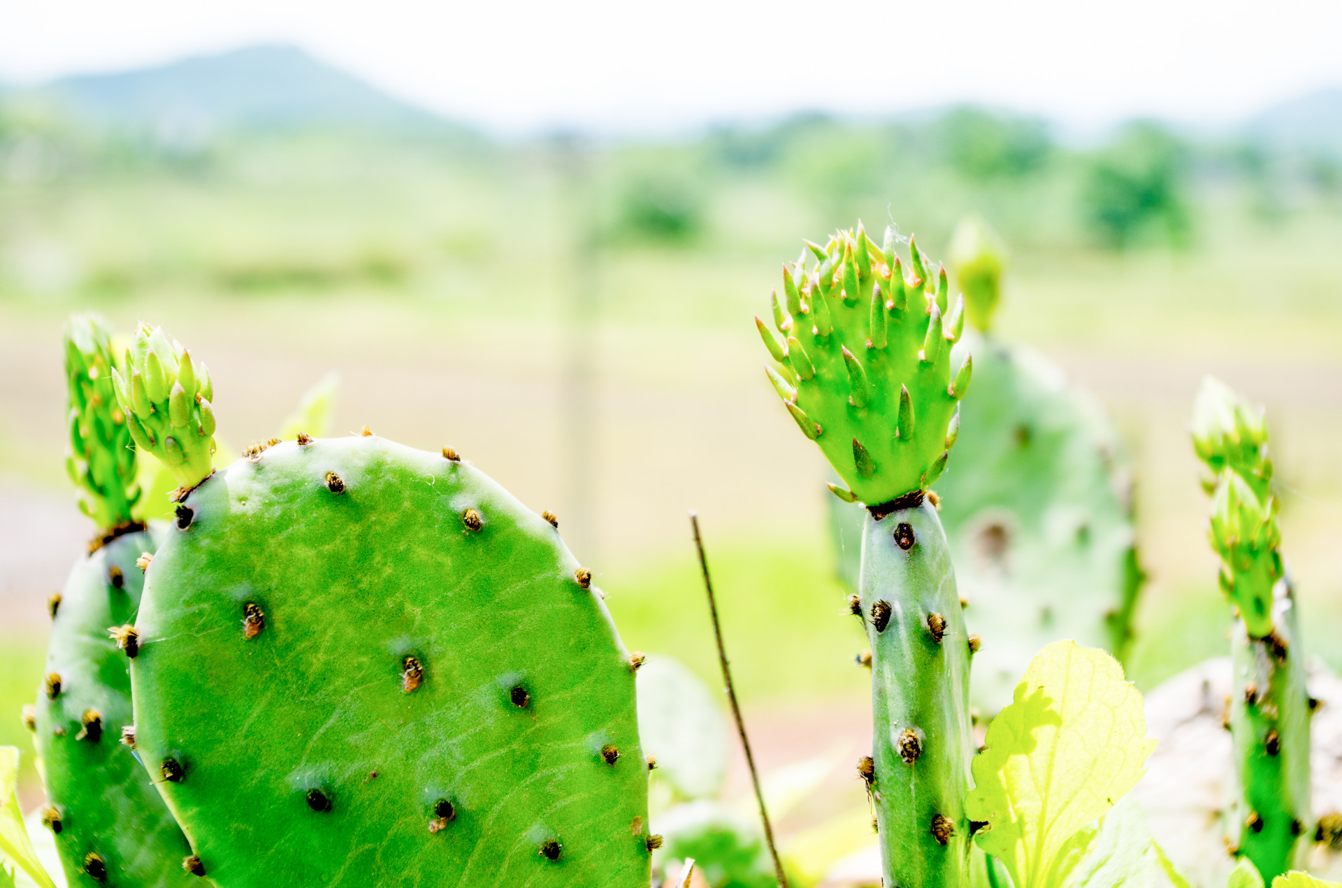 观察仙人掌的作文500字左右