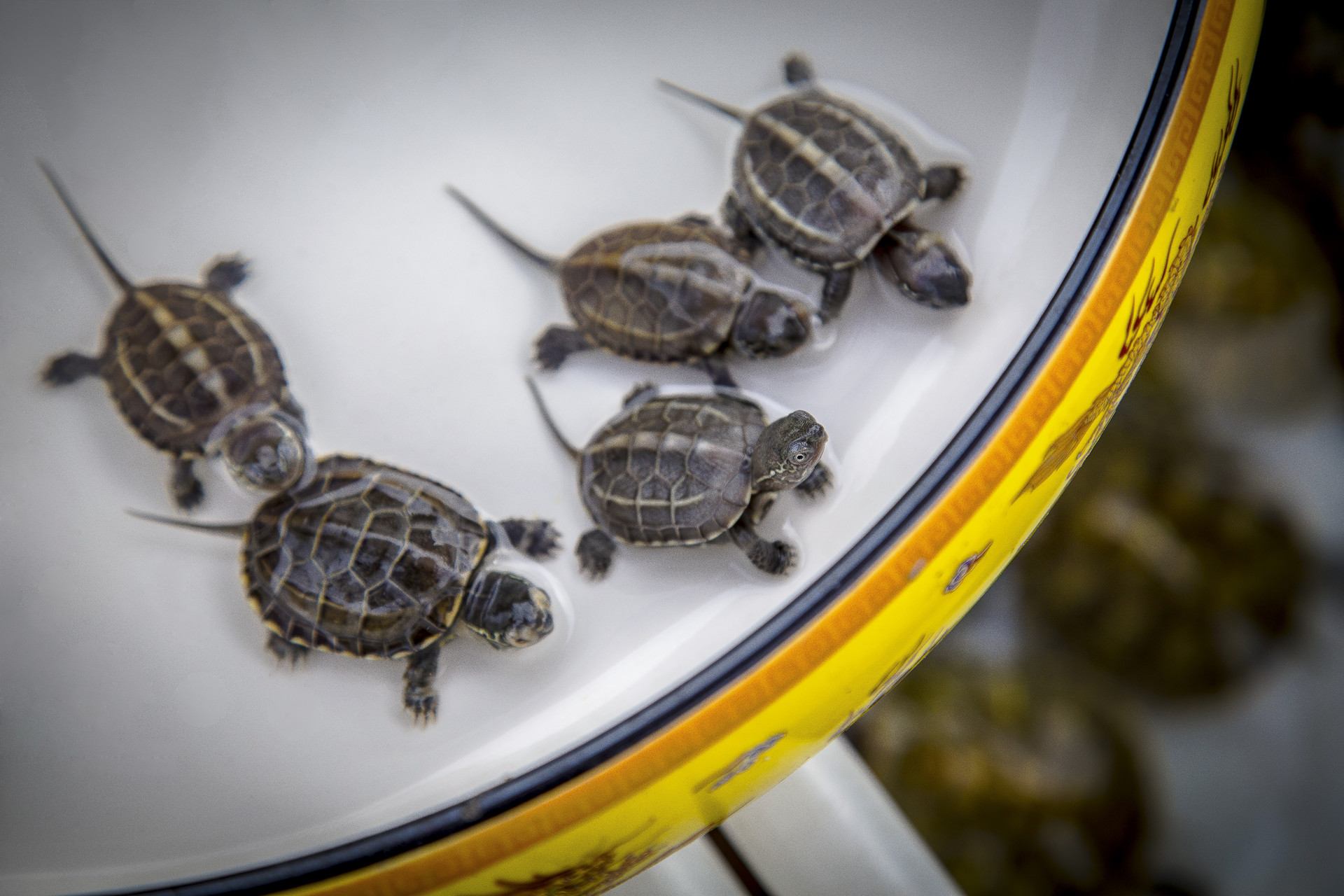 关于描写小乌龟的优秀作文300字