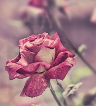 2012七夕送祝福_七夕节礼物推荐_七夕美文欣