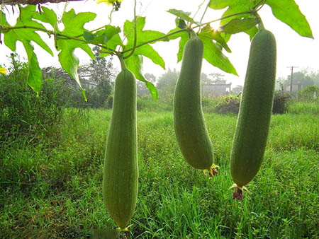 丝瓜的功效与作用及营养怎么写 5652e037ba44f.jpg