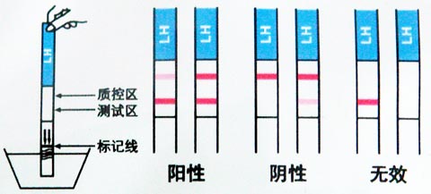 排卵试纸的正确使用方法